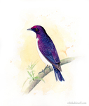 Violet-Backed Starling by Rebekah Lowell