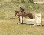 Karen Amsler '86, Delta Dawn, Rockbridge Hunter Horse Show